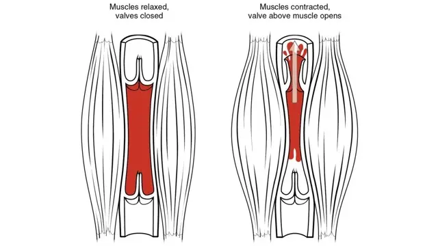 Two diagrams of a leg vein between calf muscles, showing valves closed with muscles relaxed and a valve opening when muscles contract
