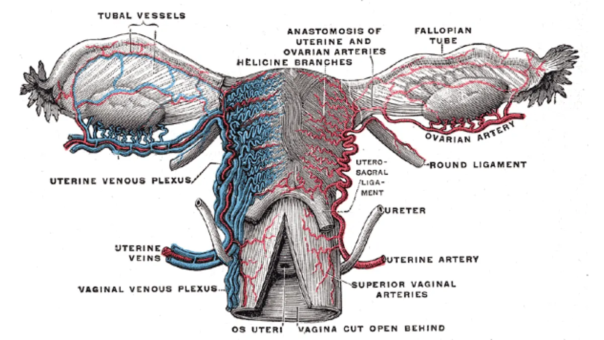 Anatomical illustration of the uterus, fallopian tubes and ovaries with arteries in red, veins in blue and labelled venous plexuses